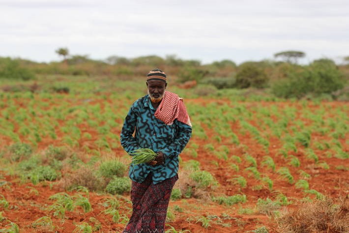Farmer standing in a cultivated field
