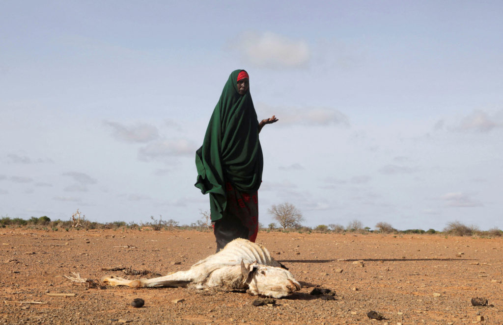 Woman standing in a dry landscape beside livestock lost to drought